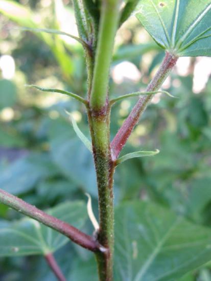 Reddish green stem with stalk-like petioles supporting leaf blades. At the base of each petiole are two stipules.