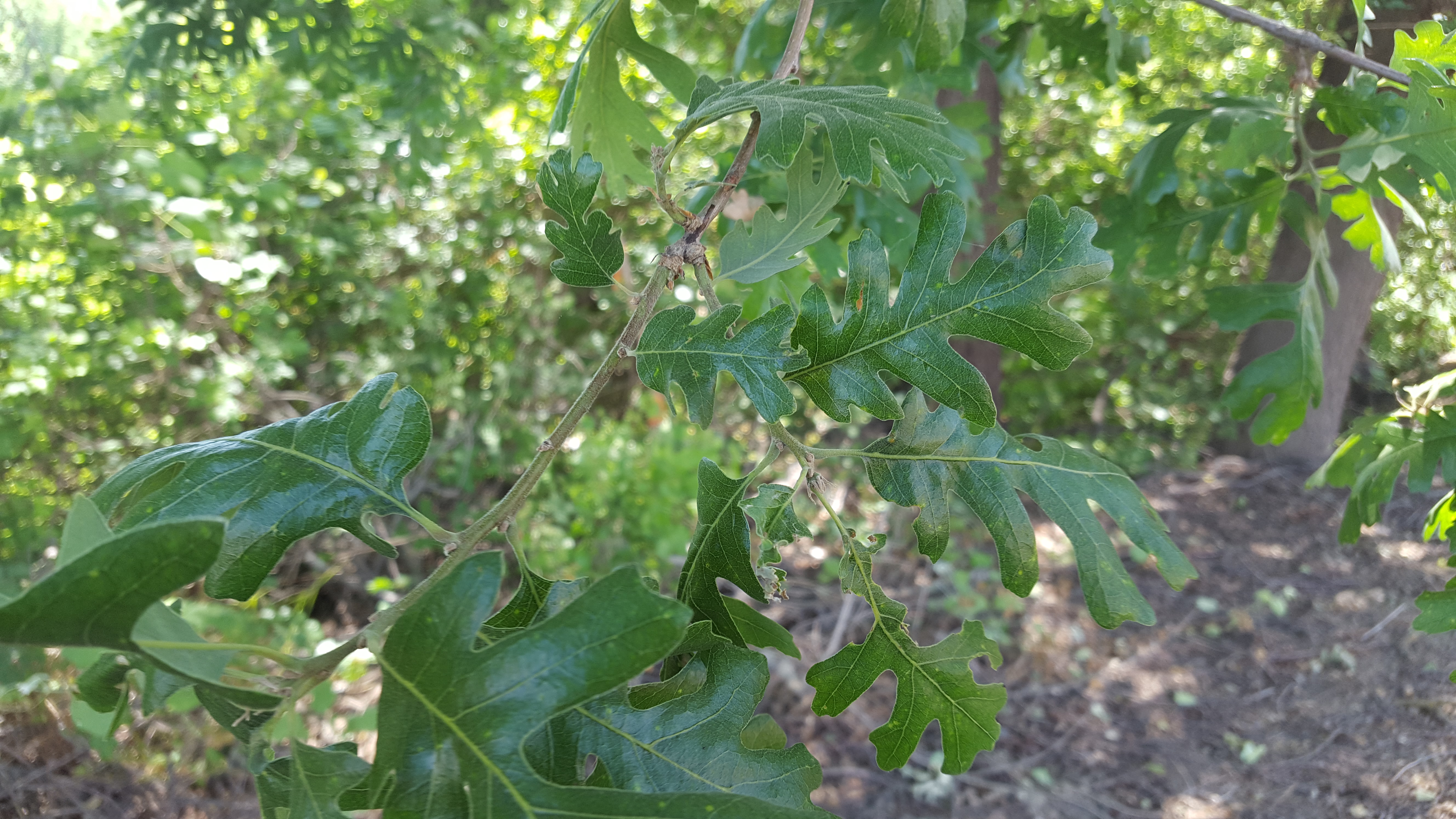 Pinnately lobate oak leaves resemble a feather