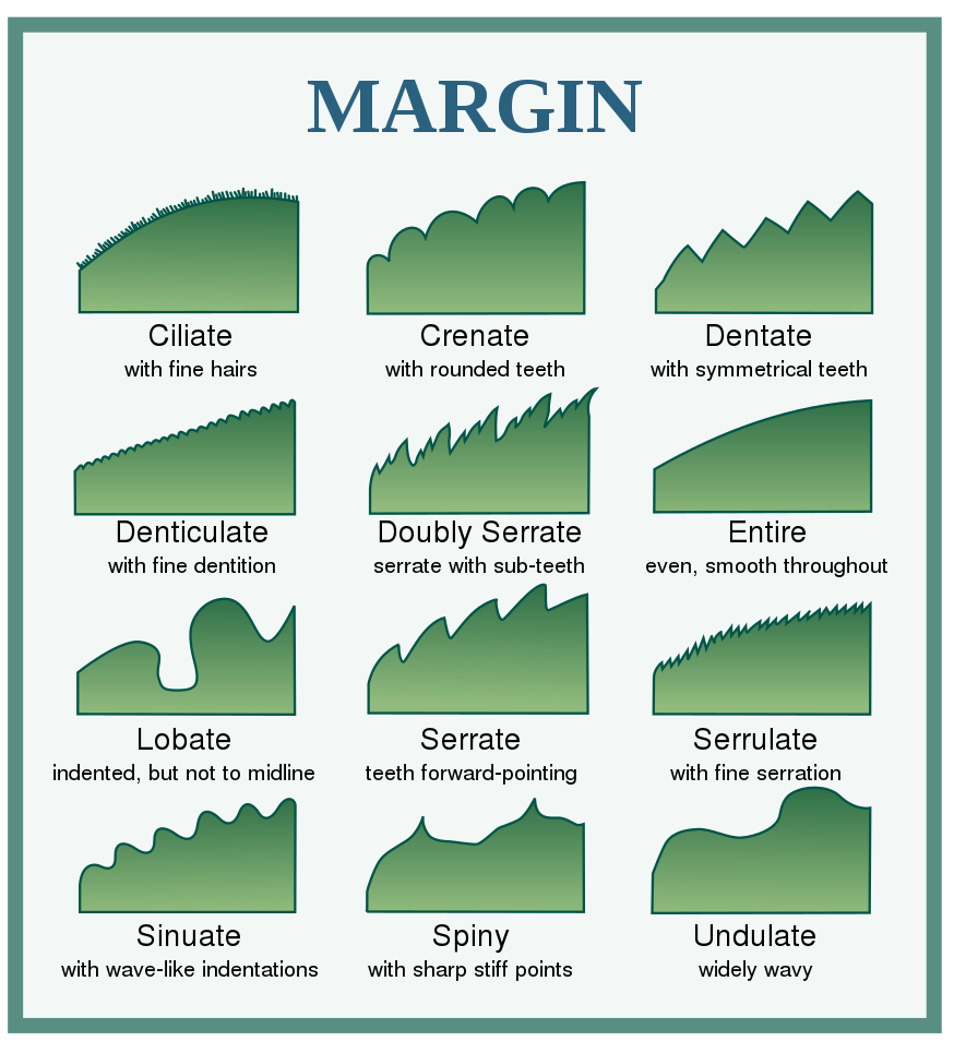Examples of leaf margins including serrate, dentate, lobate, and undulate.