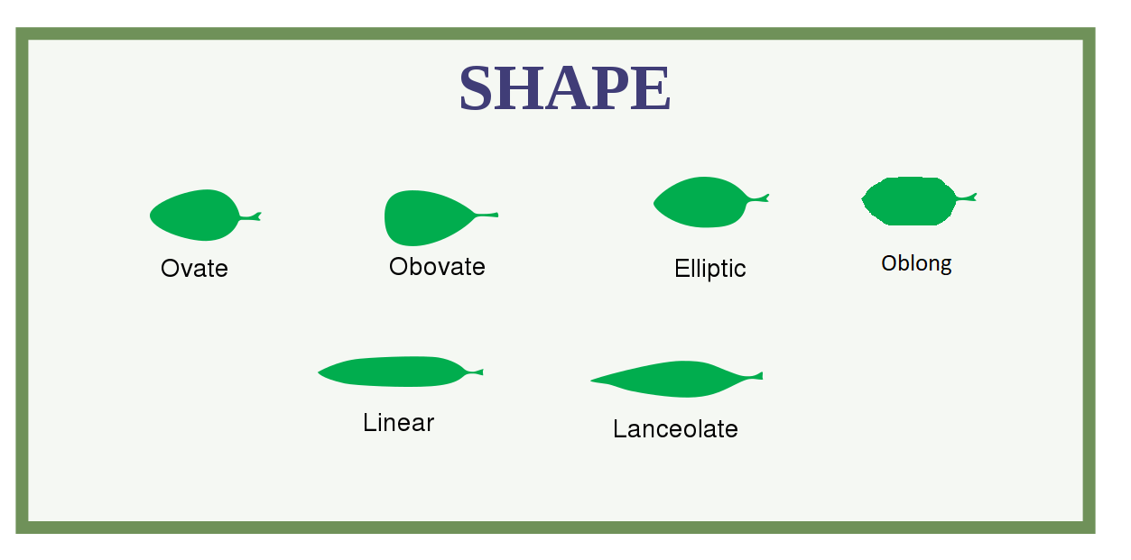 Each of six leaf shapes is represented by a silhouette. They are ovate, obovate, elliptic, oblong, linear, and lanceolate.