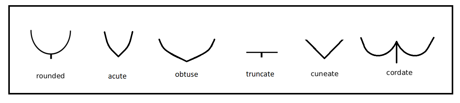 Outlines of leaf bases represent rounded, acute, obtuse, truncate, cuneate, and cordate shapes.