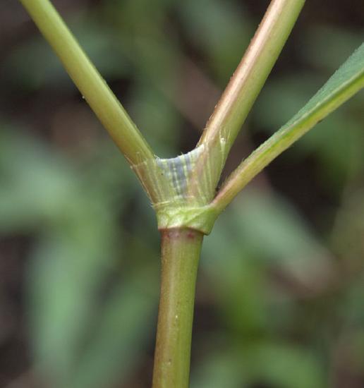 Petioles emerging from a stem. A transparent structure wraps around the stem and a petiole.