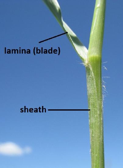 A grass leaf attached to the stem by a sheath, which wraps around the stem.