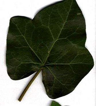 A leaf with palmate venation. The main veins all branch from a central point near the base.