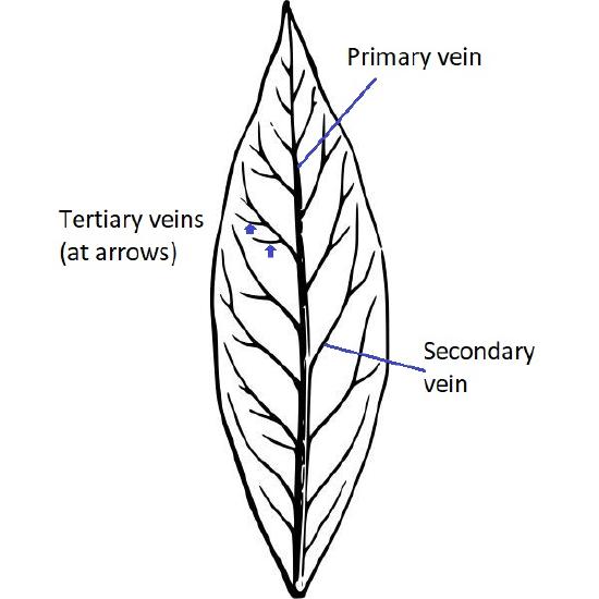 The central, largest vein in a leaf diagram is labeled primary. The secondary veins emerge from that.