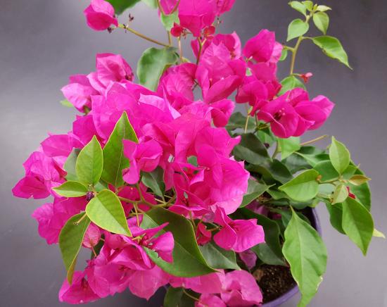 A plant with regular green leaves and hot pink bracts that appear like flower petals.