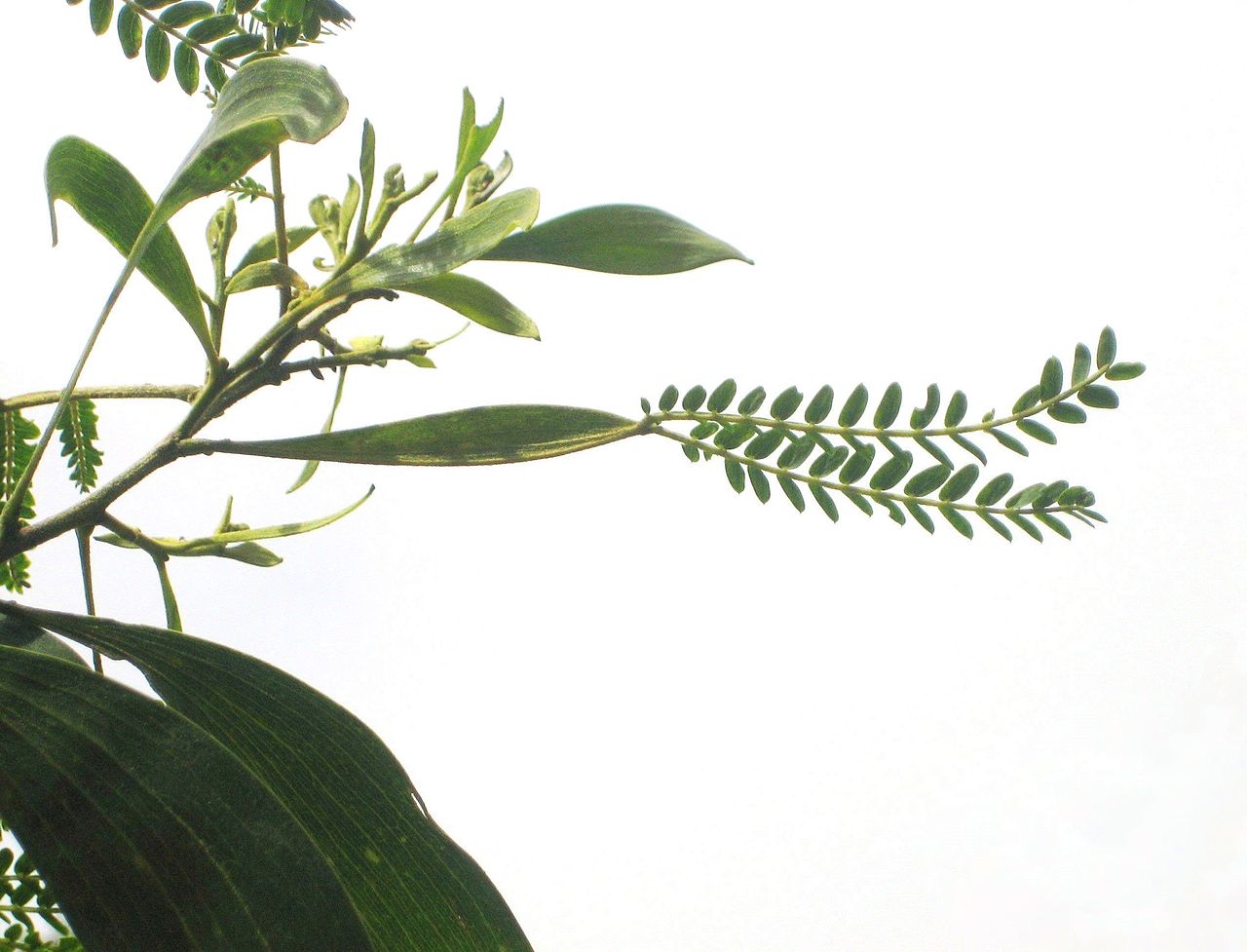 An Acacia phyllode is a flattened, wide petiole. A compound leaf emerges from the phyllode.