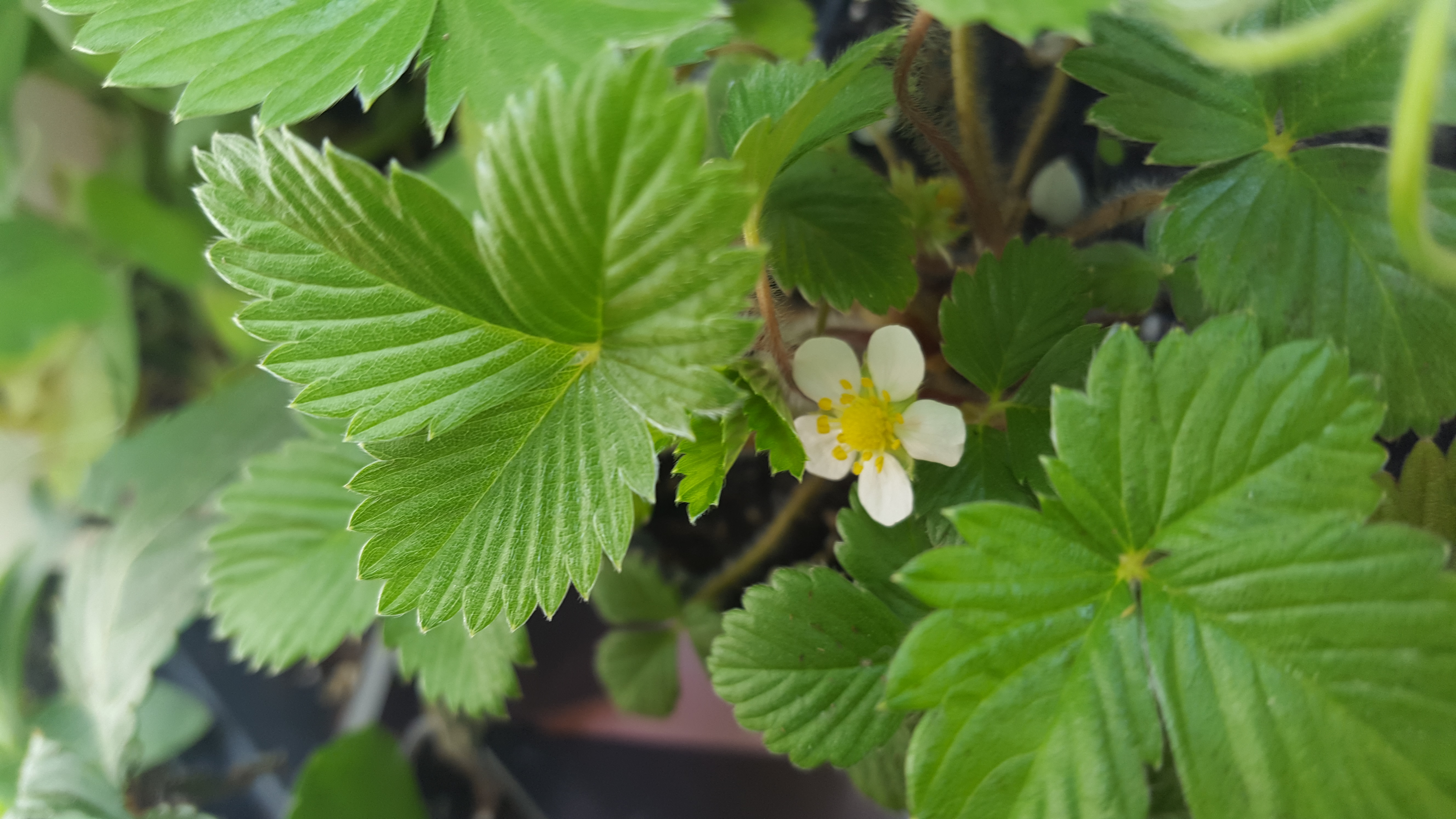 The leaves of a strawberry plant each consist of three parts (trifoliate).