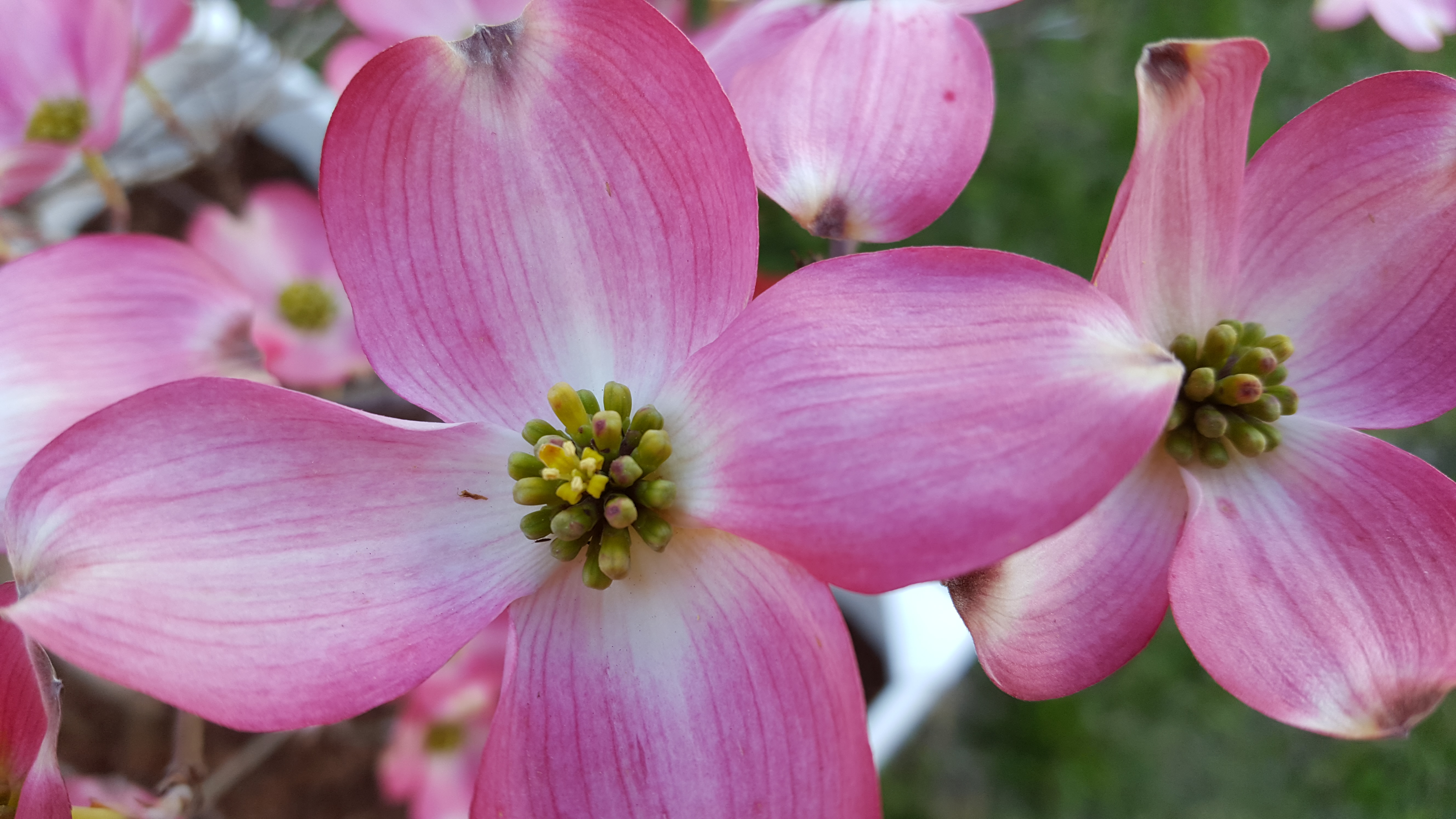 Closeup view of dogwood. Four pink bracts appear like petals. The actual flowers are in the center of the four bracts.