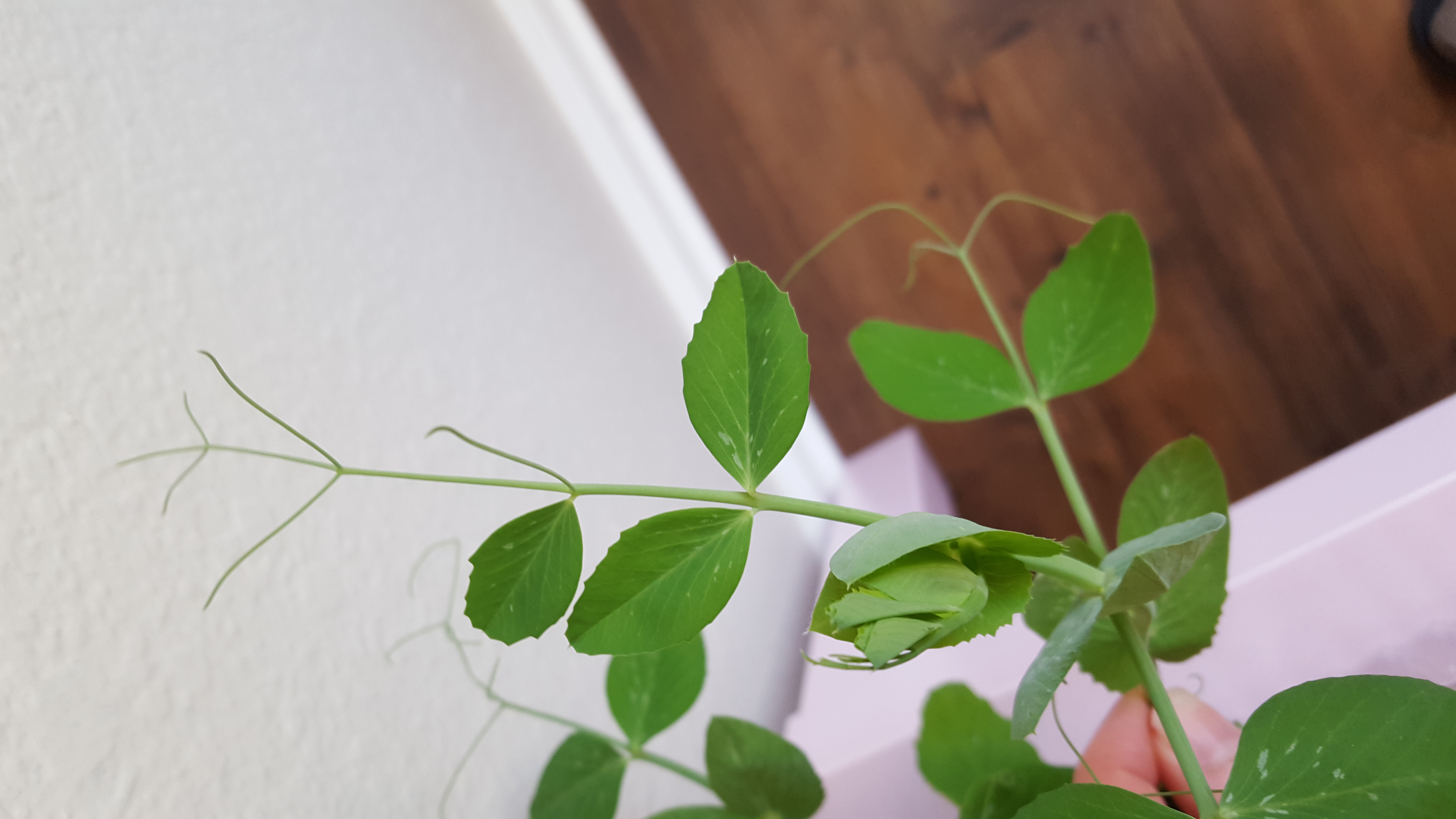 Pinnately compound leaves of a pea plant. A few of the leaflets at the end are narrow and coiling, functioning as tendrils.