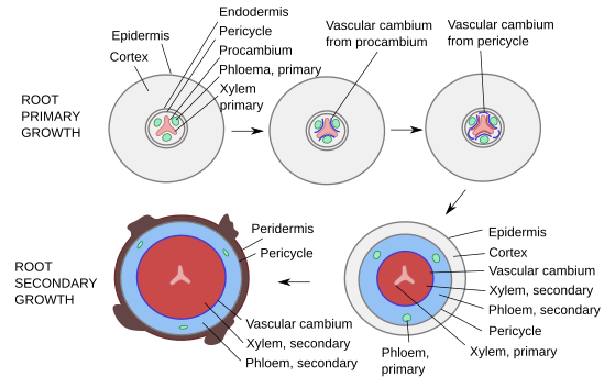 Crecimiento secundario en raíces. Cada tipo de tejido está representado por un color diferente un círculo, formando anillos concéntricos.