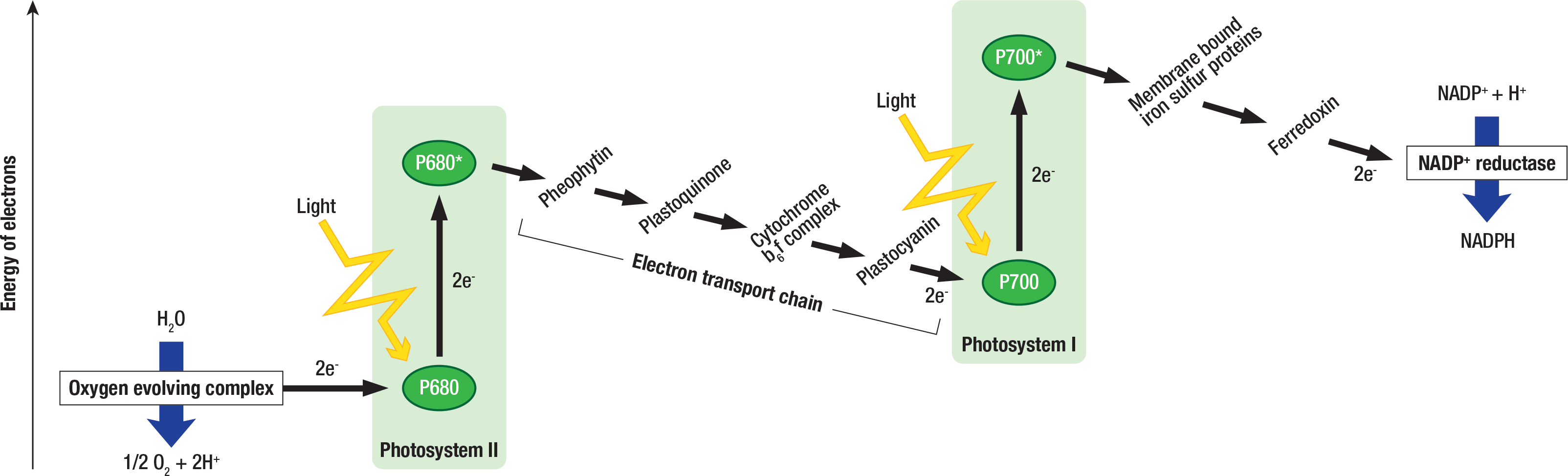 13-3-the-light-dependent-reactions-biology-libretexts