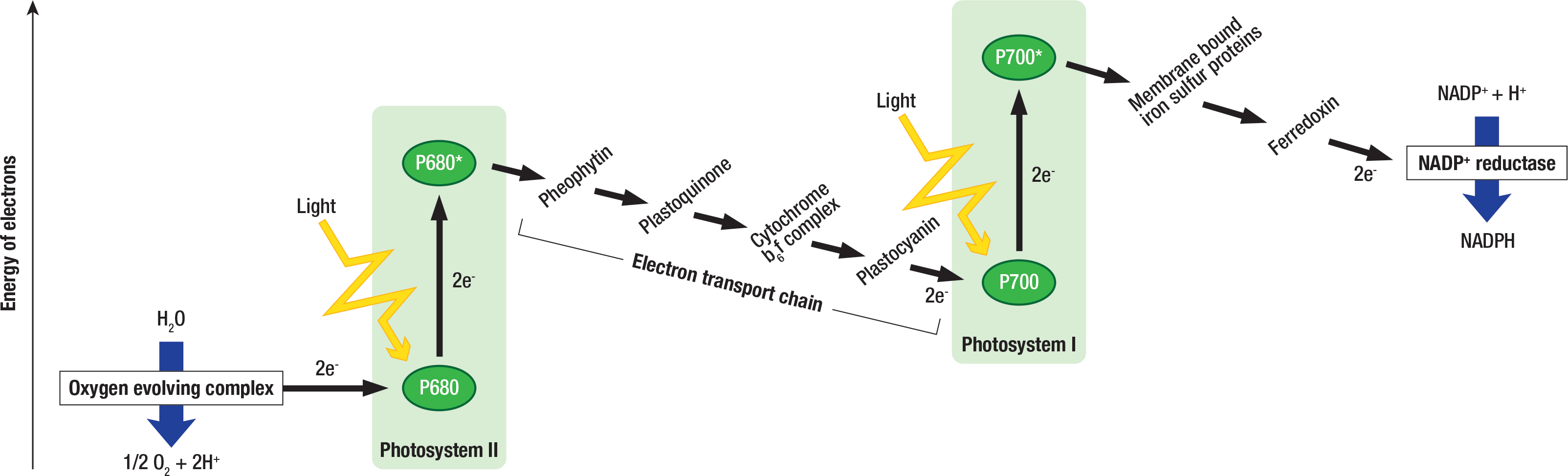 A photosynthesis Z-scheme shows the flow of electrons spatially and temporally on the x-axis and the energy of the electrons on the y-axis
