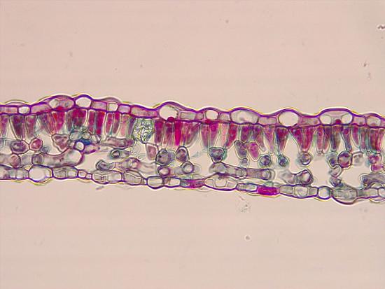 Cross section of a shade leaf with one row of columnar palisade parenchyma
