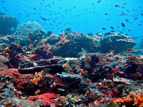 Nusa_Lembongan_Reef