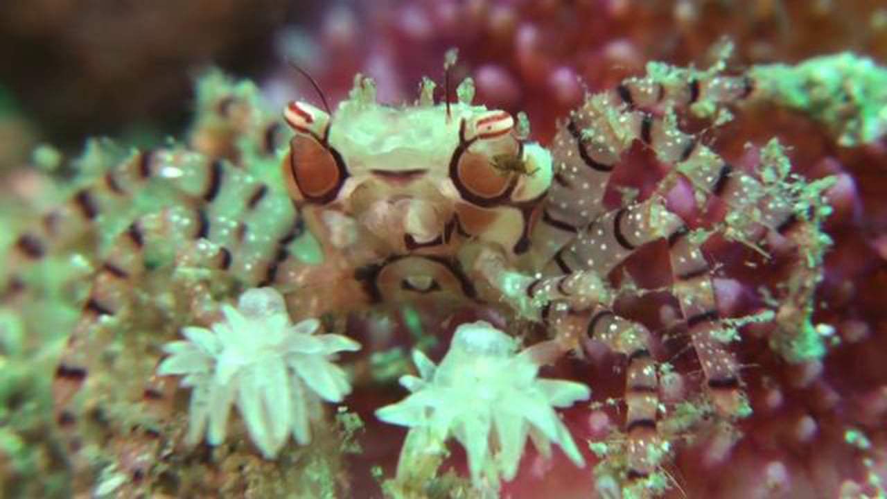 Image result for boxer crab and sea anemone