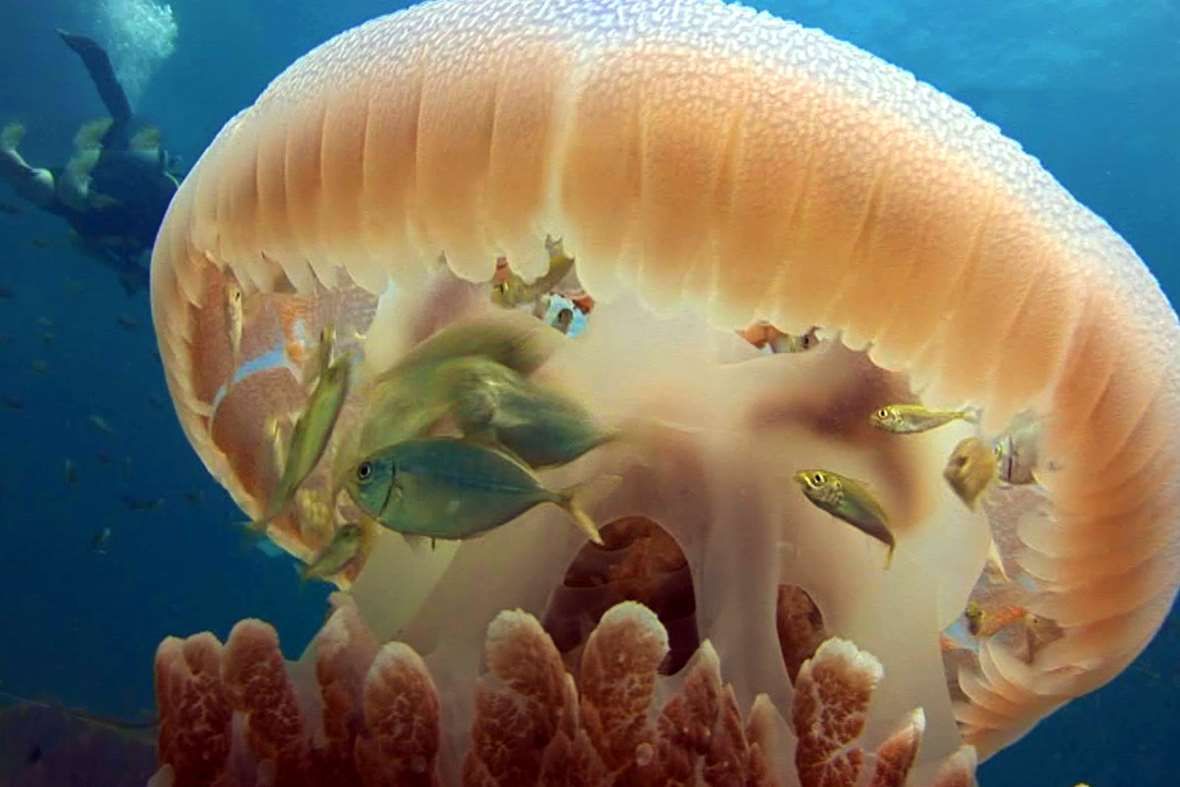 Image result for small fish hiding in jellyfish