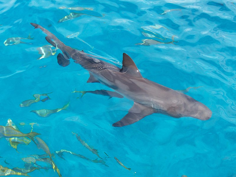 800px-Caribbean_reef_shark.jpg