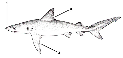 Carcharhinus-perezi-diagram.jpg
