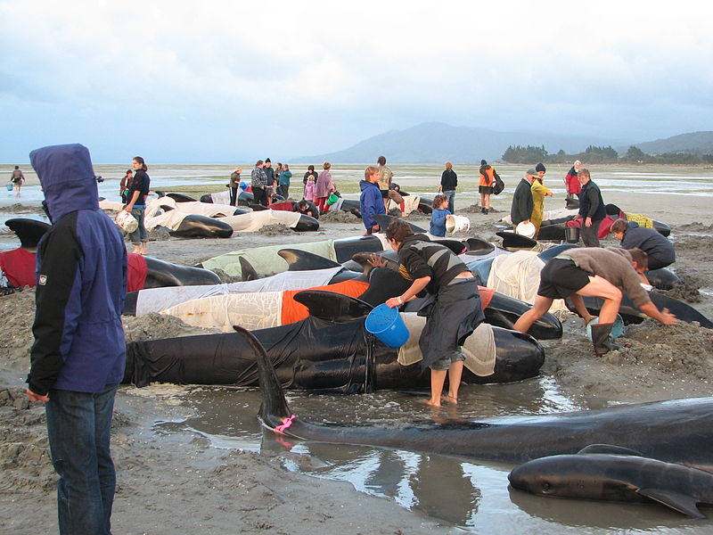 File:Whales on beach, Farewell Split, South Island, New Zealand.JPG
