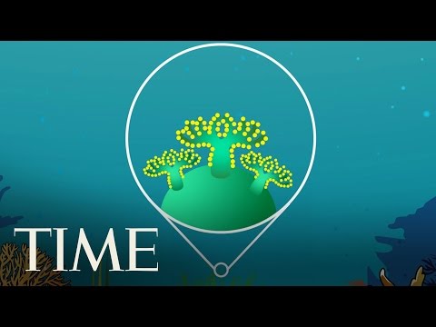 Thumbnail for the embedded element "What Is Coral Bleaching? | TIME"