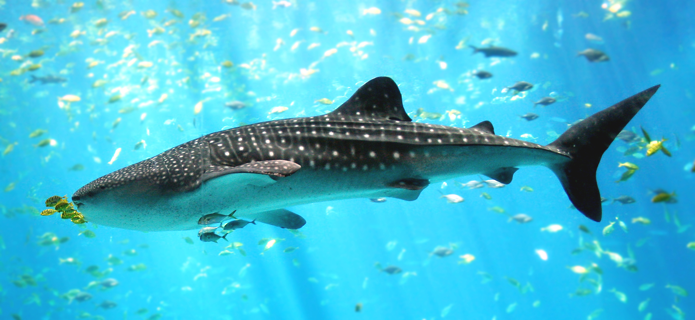 Image result for whale shark