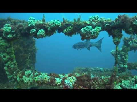 Thumbnail for the embedded element "Office in the Ocean: Artificial Reef Team - Texas Parks and Wildlife [Official]"