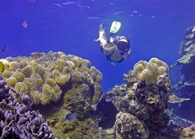 Snorkeling_on_the_Great_Barrier_Reef.jpg
