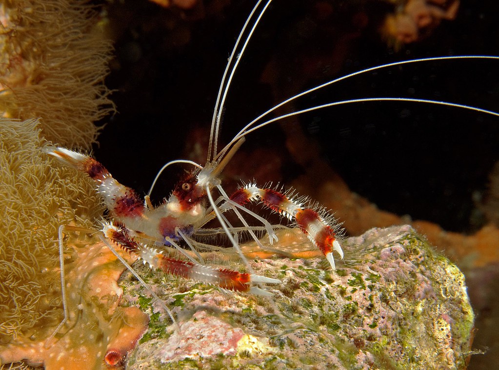 Image result for banded coral shrimp