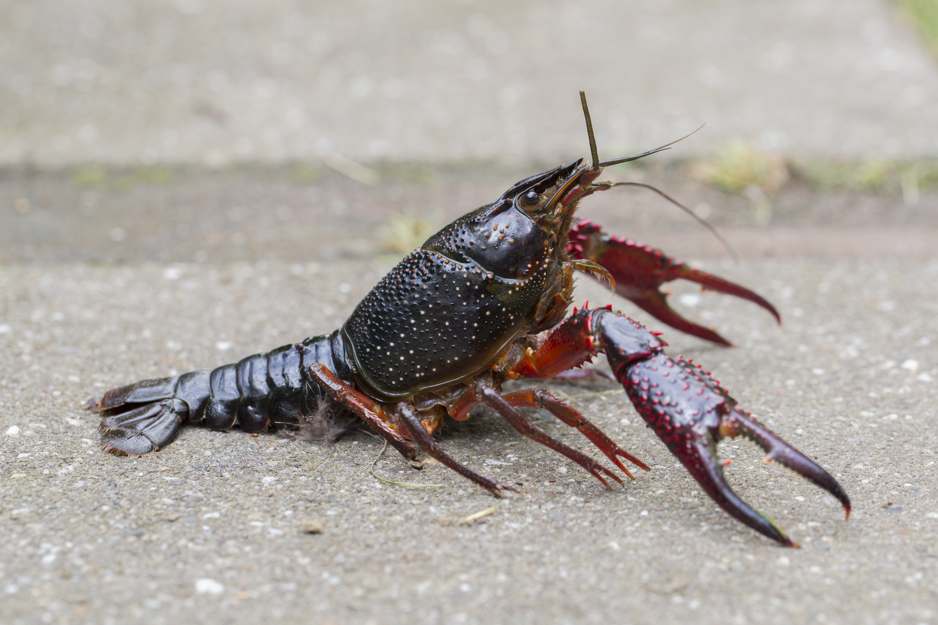 Image result for crayfish