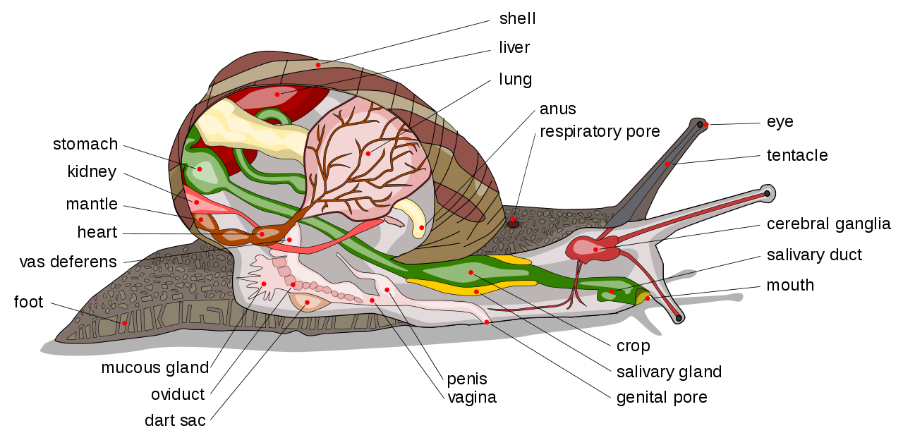 Image result for mollusk anatomy