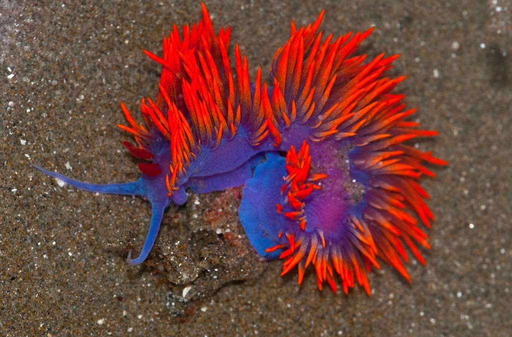 Image result for nudibranch