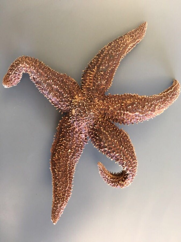 5.6: Phylum Echinodermata - Biology LibreTexts