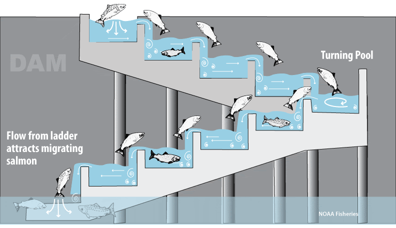 Fish ladder diagram shows current from ladder attracting fish and a turning pool that allows the to transition to a second flight of stairs.