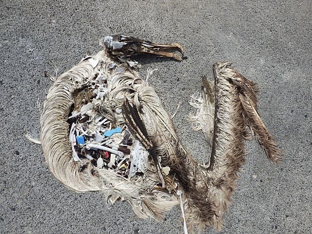 Um albatroz morto está cheio de lixo