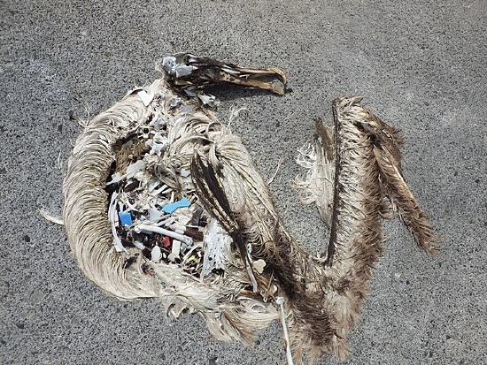 A dead Albatross is filled with trash