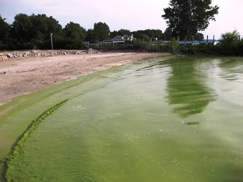 A murky lake is green due to overgrowth of photosynthetic bacteria