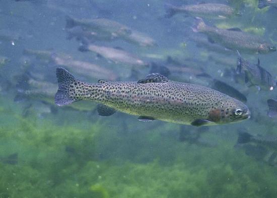 A spotted rainbow trout in clear water.