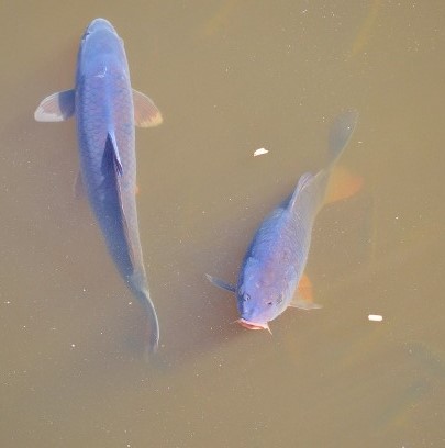 Two gray carp with sucking mouthparts in murky water