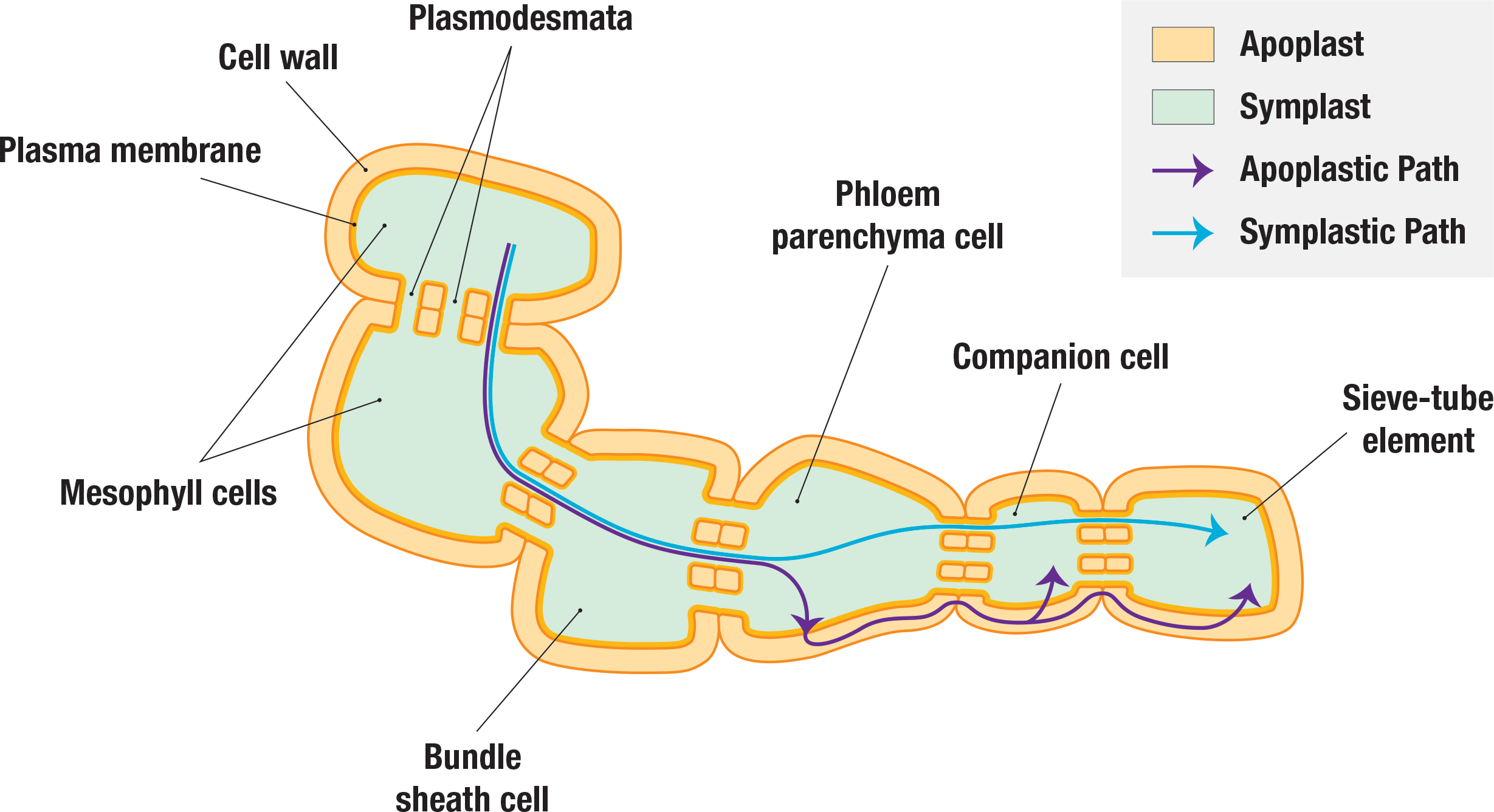 The mesophyll cells, bundle sheath cell, phloem parenchyma, companion cell, and sieve-tube element are interconnected with plasmodesmata.