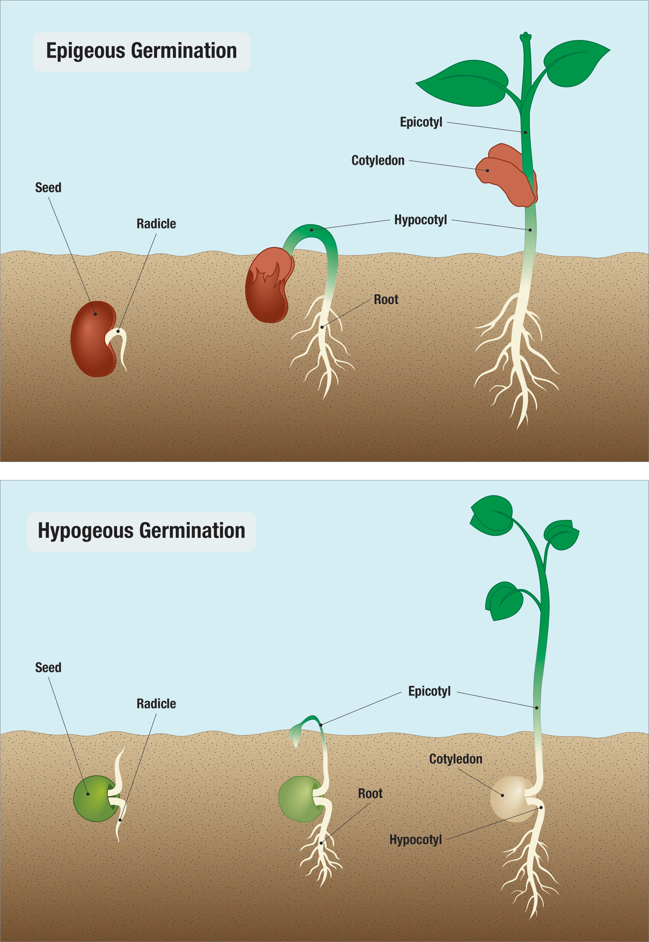 Germination of a bean and pea seedling illustrates epigeous and hypogeous germination, respectively.