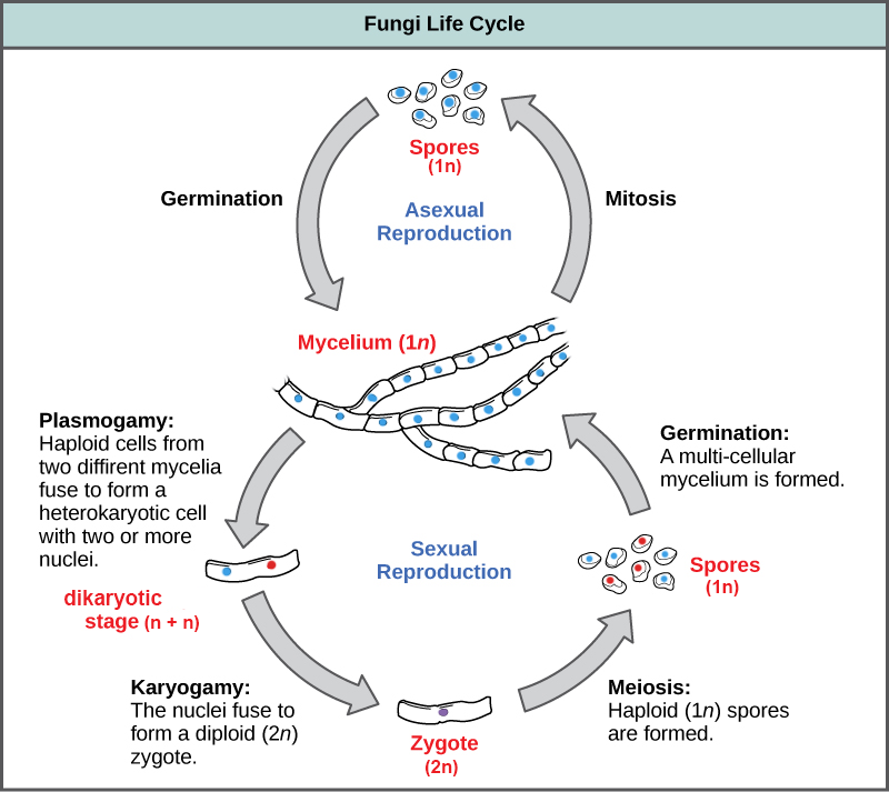 The asexual and sexual stages of reproduction of fungi are shown in a life cycle diagram