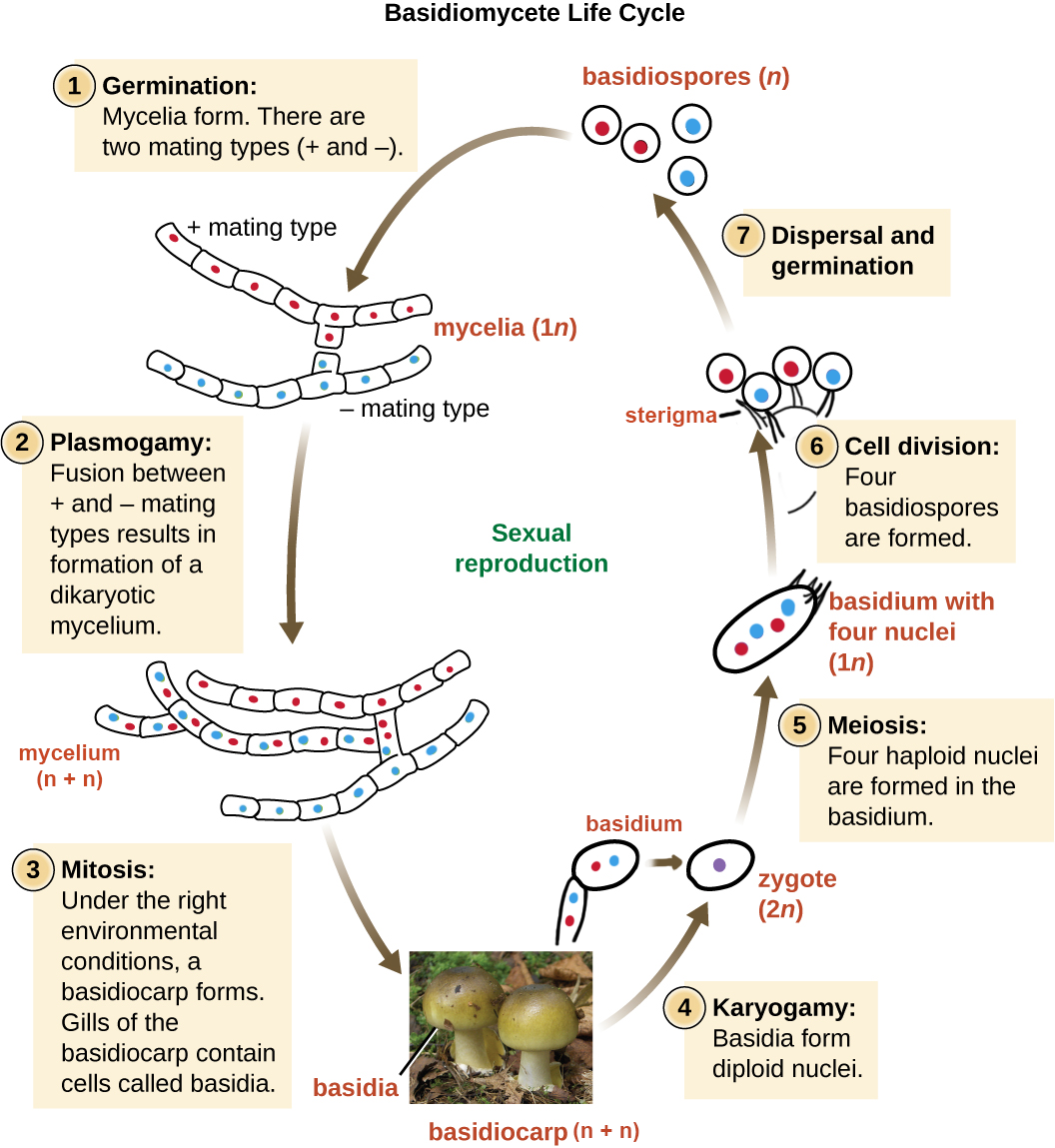 Basidiomycete life cycle diagram