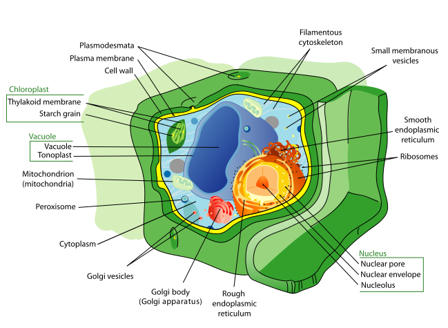 Características de una célula vegetal típica