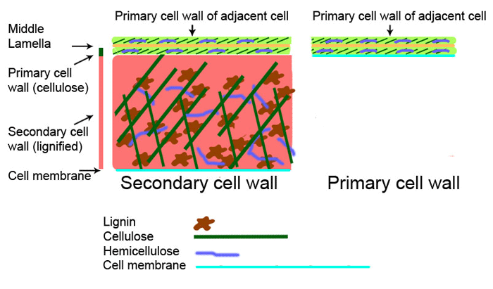 Estructura diagramática de una pared celular primaria (superior) junto a una pared celular secundaria (inferior izquierda) y una pared celular primaria (inferior derecha).