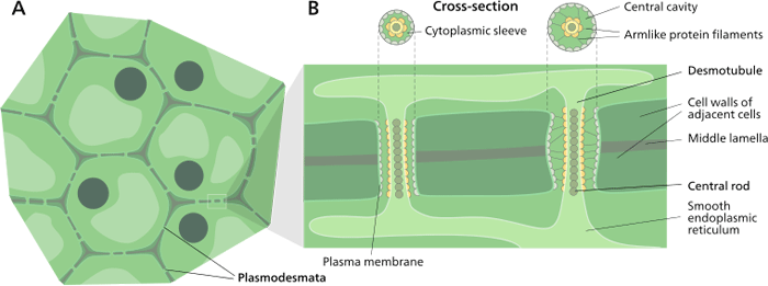 Diagrama de una conexión plasmodesmata entre dos células.