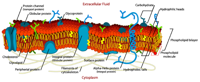 La membrana celular de una célula vegetal