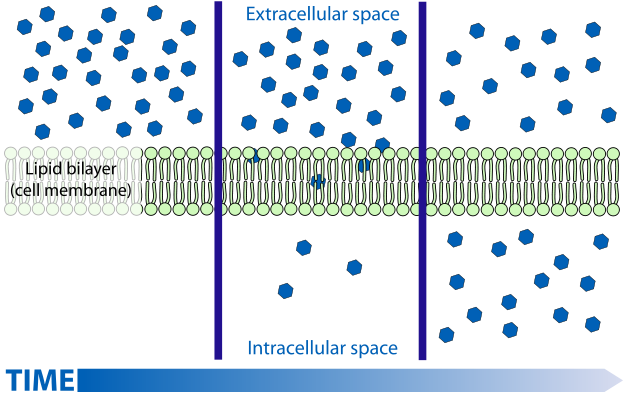 Diagrama que muestra la difusión de una pequeña molécula no polar a través de una membrana.