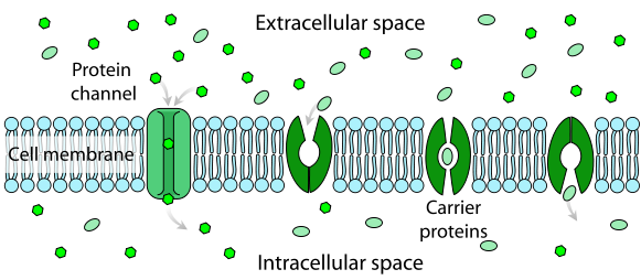 Diagrama que muestra una molécula que pasa a través de una membrana pasivamente usando canales proteicos o proteínas transportadoras.
