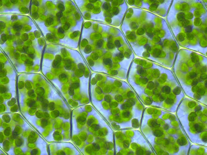 Cloroplastos en la célula foliar de un musgo, Plagiomnium affine.